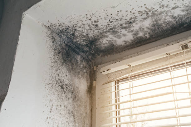 Affordable Mold Cleanup solutions in Sumerduck, VA